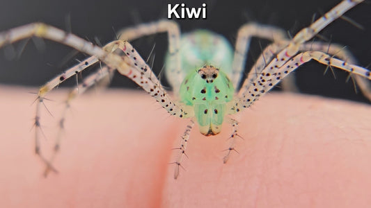 "Kiwi" Green Lynx Spider (Peucetia viridans) - Unsexed