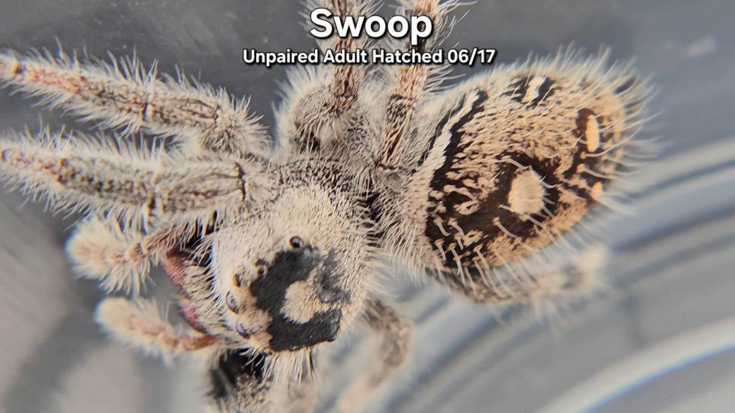 "Swoop" Female Regal (Phidippus regius) - Unpaired Adult Hatched 06/17
