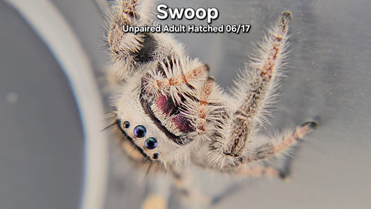 "Swoop" Female Regal (Phidippus regius) - Unpaired Adult Hatched 06/17