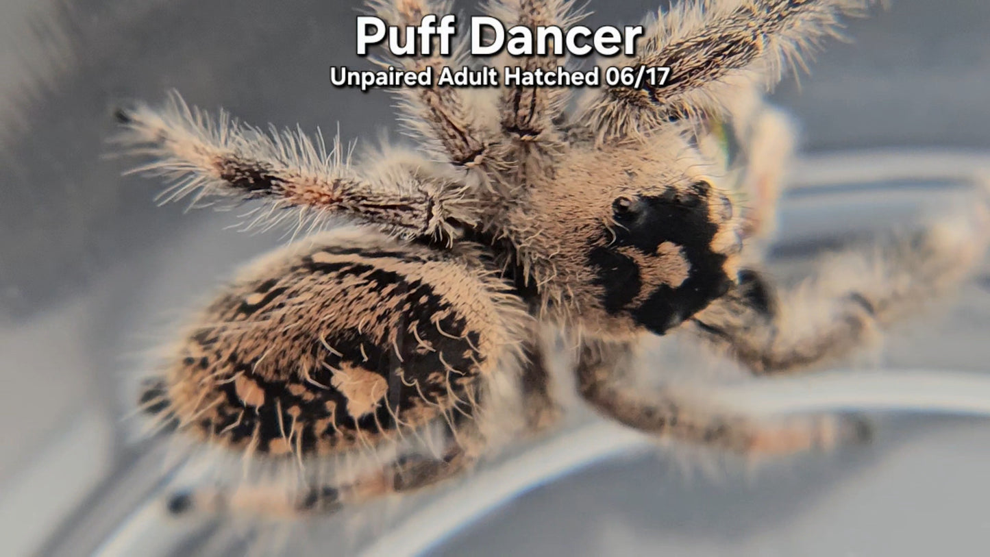 "Puff Dancer" Female Regal (Phidippus regius) - Unpaired Adult Hatched 06/17