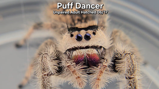 "Puff Dancer" Female Regal (Phidippus regius) - Unpaired Adult Hatched 06/17