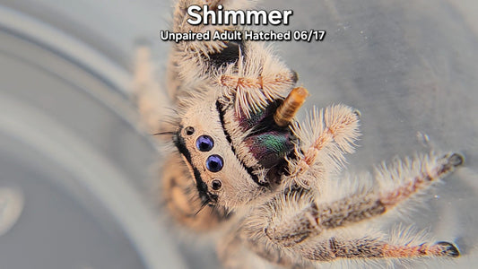 "Shimmer" Female Regal (Phidippus regius) - Unpaired Adult Hatched 06/17