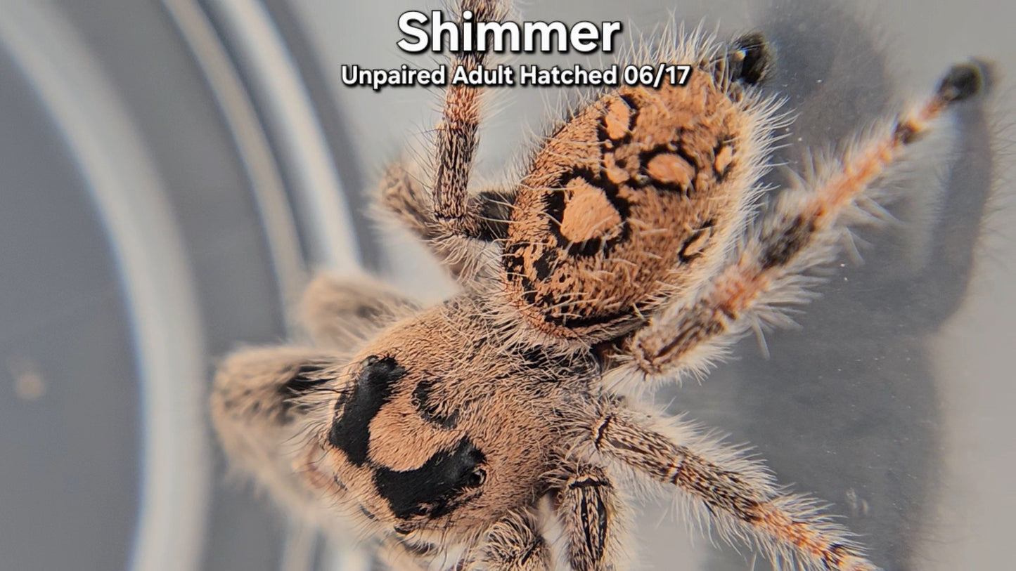 "Shimmer" Female Regal (Phidippus regius) - Unpaired Adult Hatched 06/17