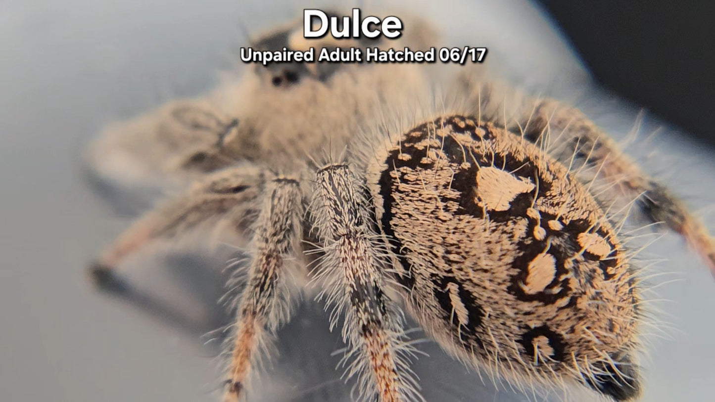 "Dulce" Female Regal (Phidippus regius) - Unpaired Adult Hatched 06/17