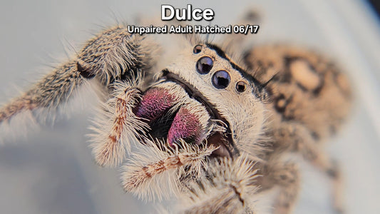 "Dulce" Female Regal (Phidippus regius) - Unpaired Adult Hatched 06/17