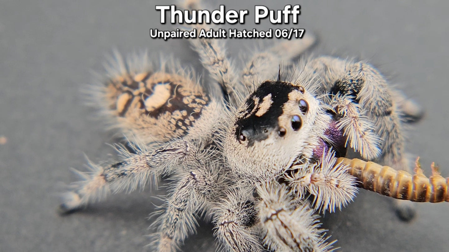 "Thunder Puff" Female Regal (Phidippus regius) - Unpaired Adult Hatched 06/17