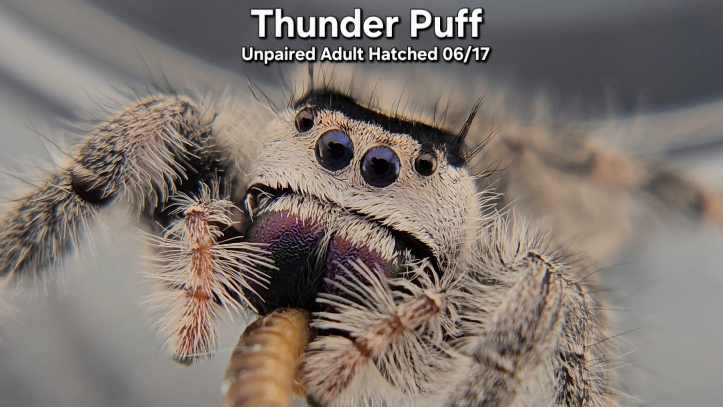 "Thunder Puff" Female Regal (Phidippus regius) - Unpaired Adult Hatched 06/17