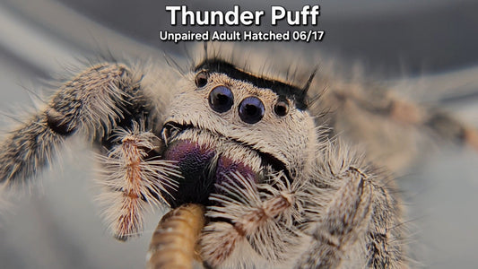 "Thunder Puff" Female Regal (Phidippus regius) - Unpaired Adult Hatched 06/17