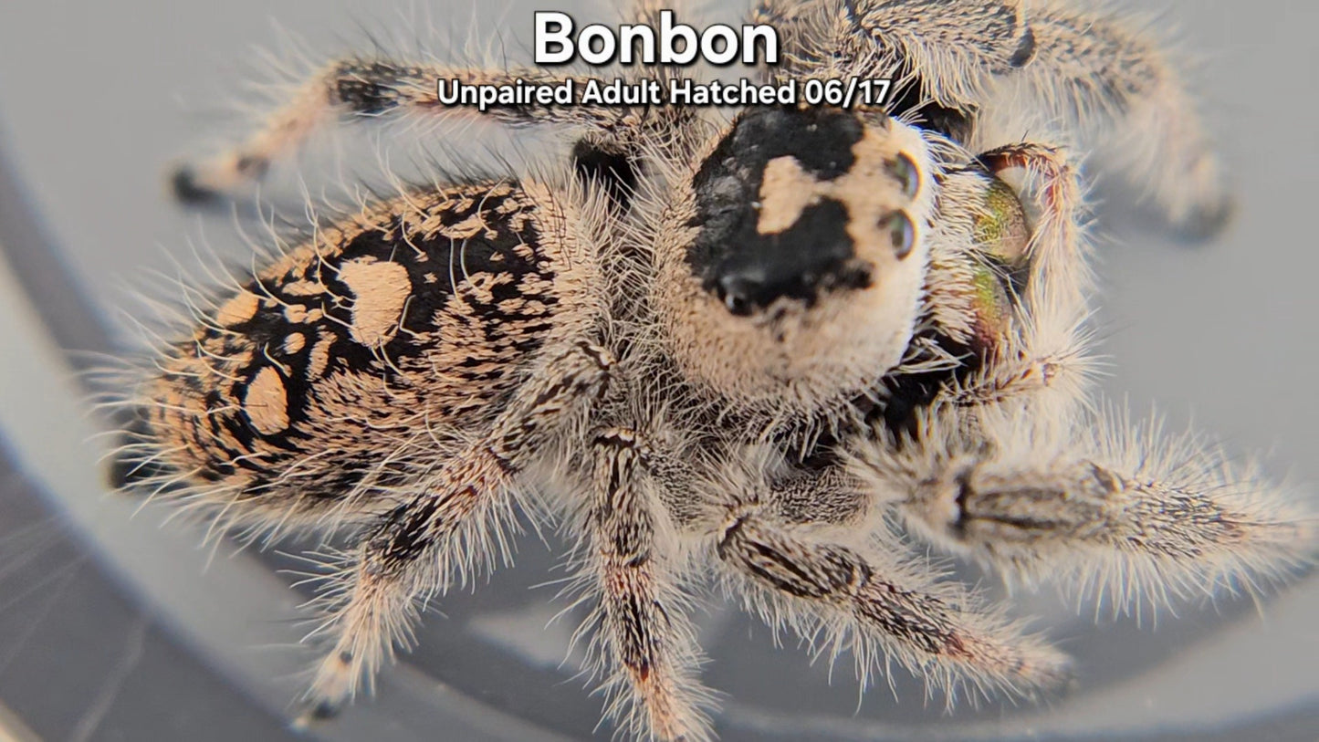 "Bonbon" Female Regal (Phidippus regius) - Unpaired Adult Hatched 06/17