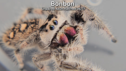 "Bonbon" Female Regal (Phidippus regius) - Unpaired Adult Hatched 06/17