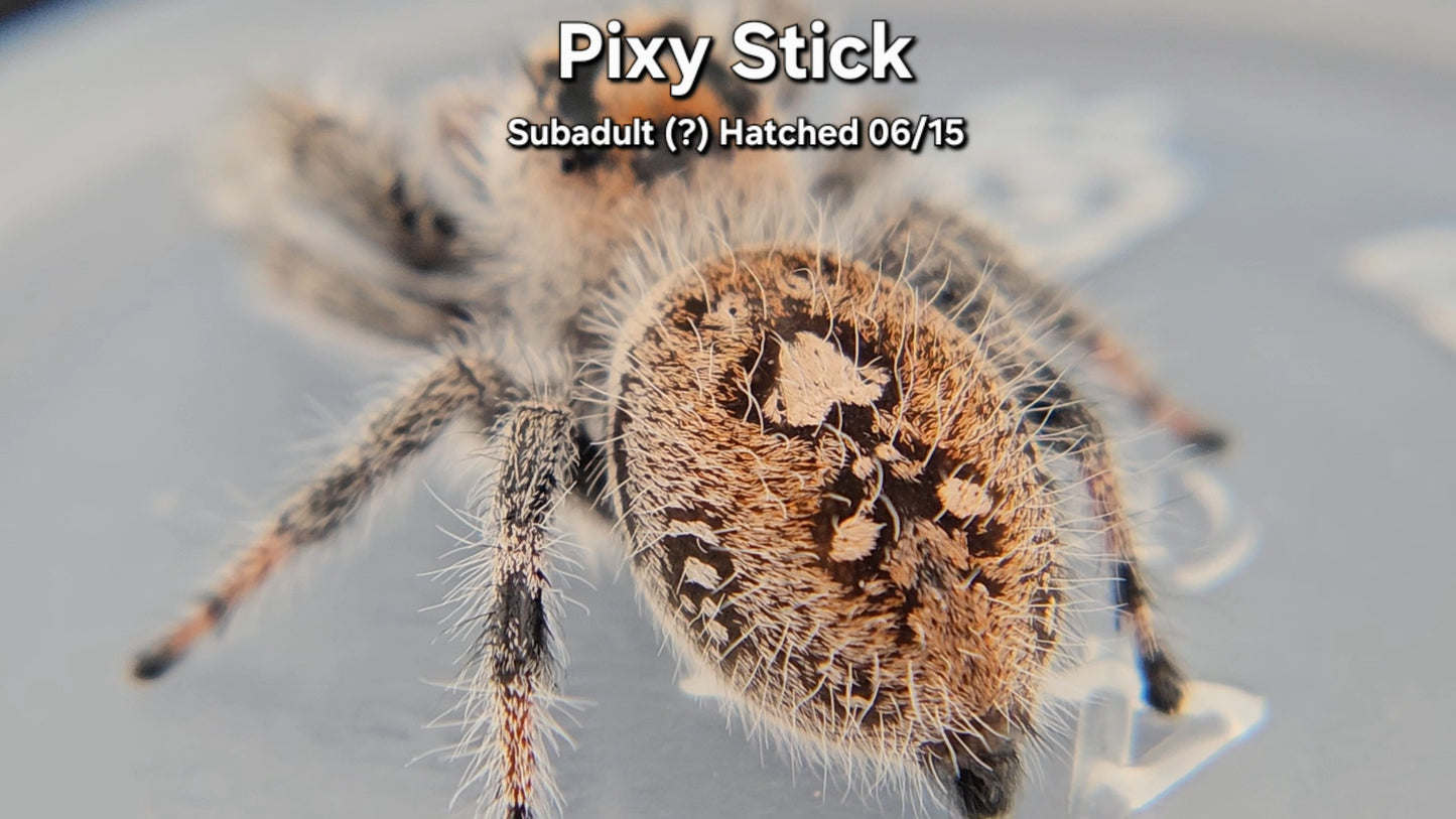 "Pixy Stick" Female Regal (Phidippus regius) - Subadult (?) Hatched 06/15