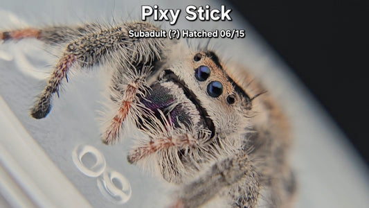 "Pixy Stick" Female Regal (Phidippus regius) - Subadult (?) Hatched 06/15