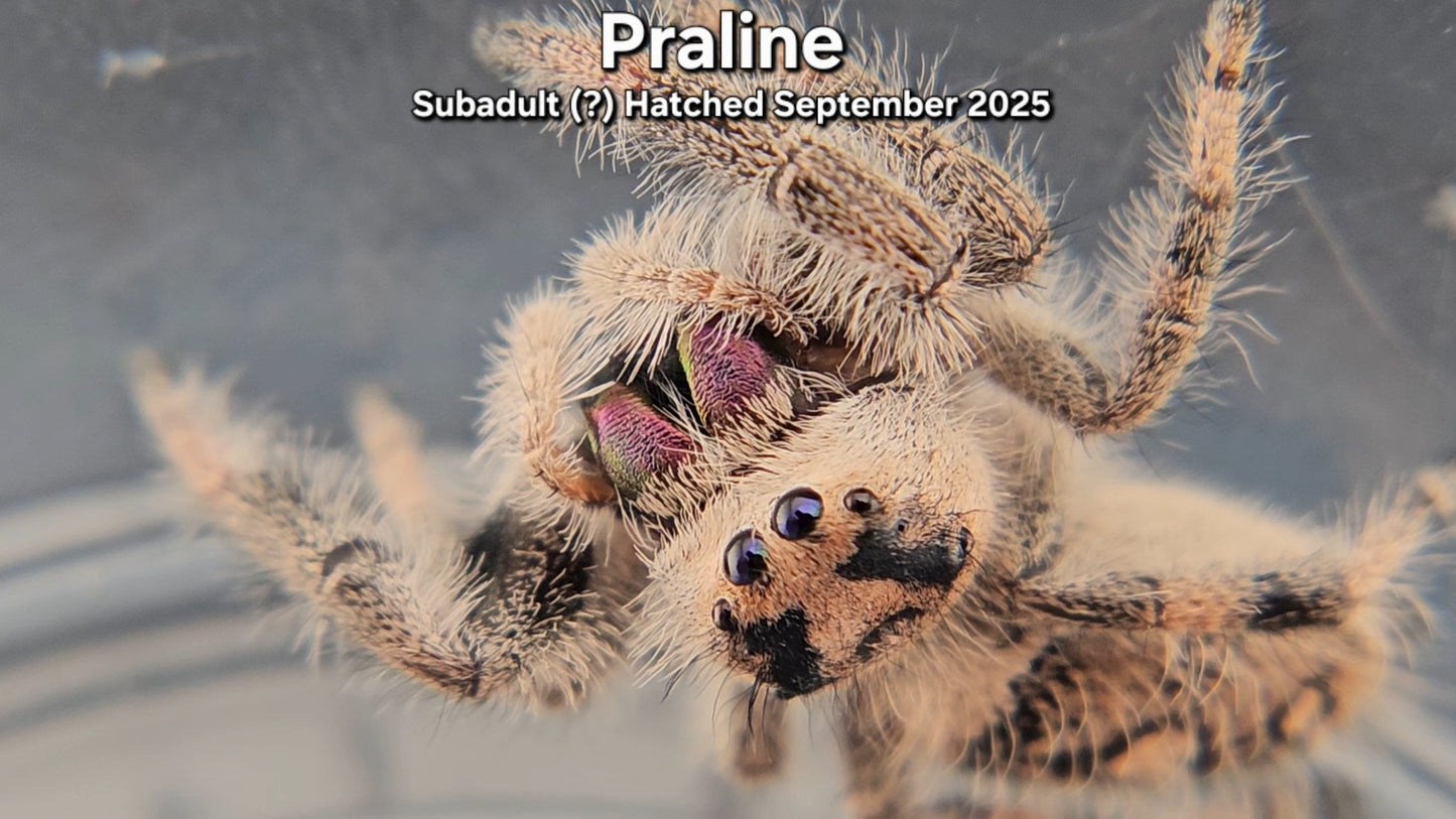 "Praline" Female Regal (Phidippus regius) - Subadult (?) Hatched September 2025