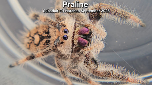 "Praline" Female Regal (Phidippus regius) - Subadult (?) Hatched September 2025