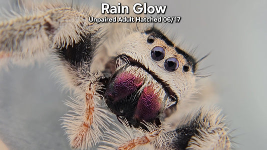 "Rain Glow" Female Regal (Phidippus regius) - Unpaired Adult Hatched 06/17