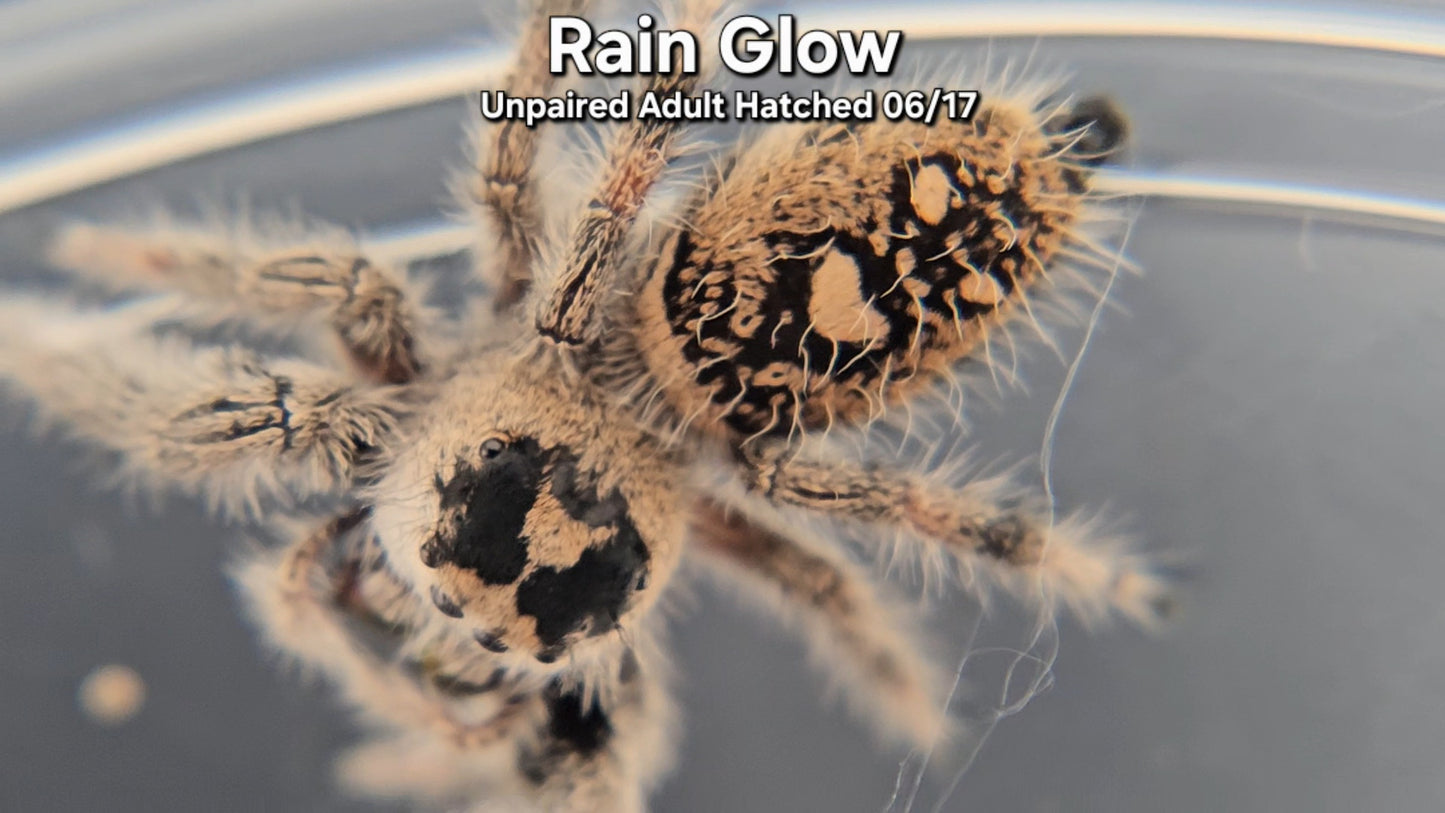 "Rain Glow" Female Regal (Phidippus regius) - Unpaired Adult Hatched 06/17