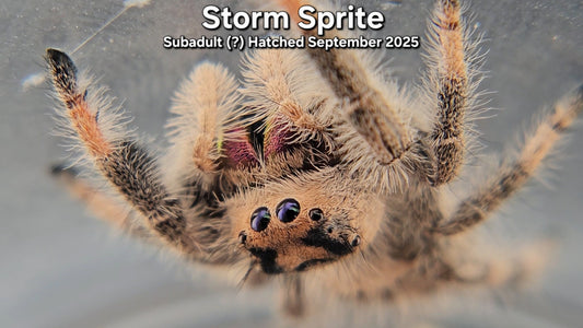 "Storm Sprite" Female Regal (Phidippus regius) - Subadult (?) Hatched September 2025