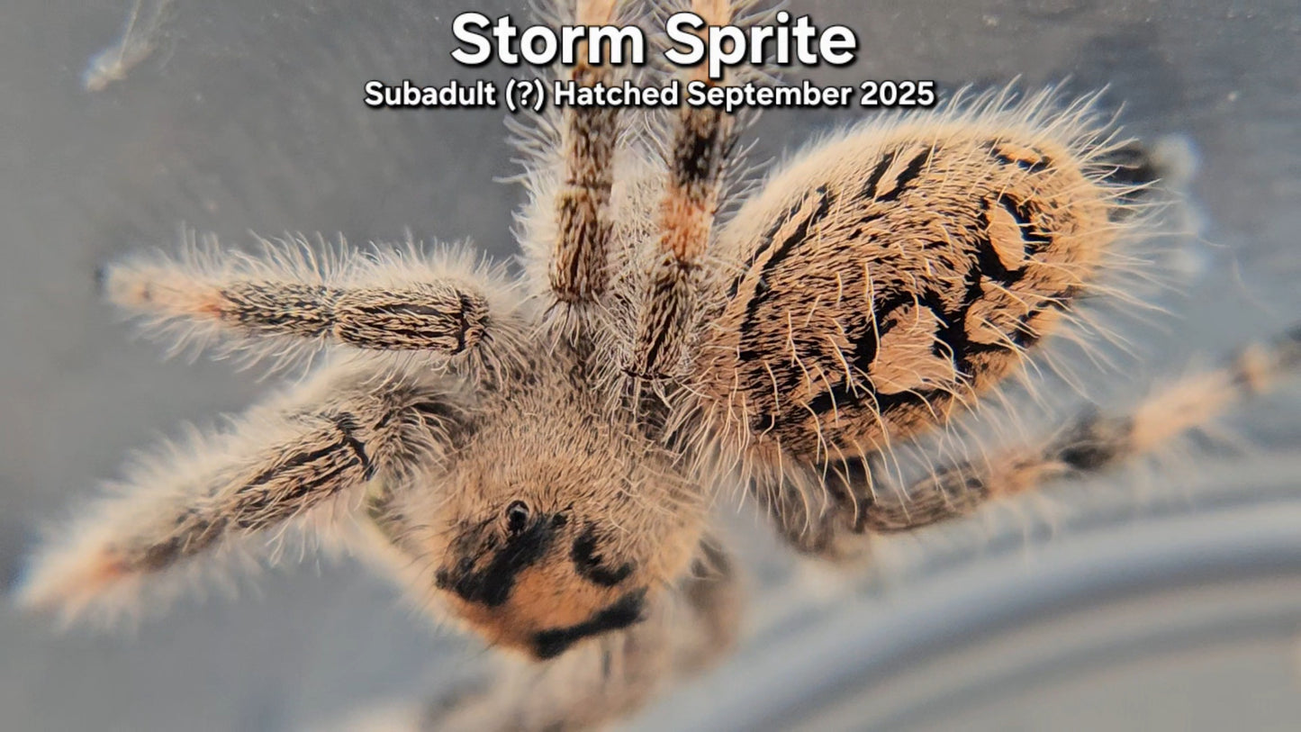 "Storm Sprite" Female Regal (Phidippus regius) - Subadult (?) Hatched September 2025