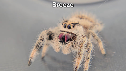 "Breeze" Female Regal (Phidippus regius) - Juvenile