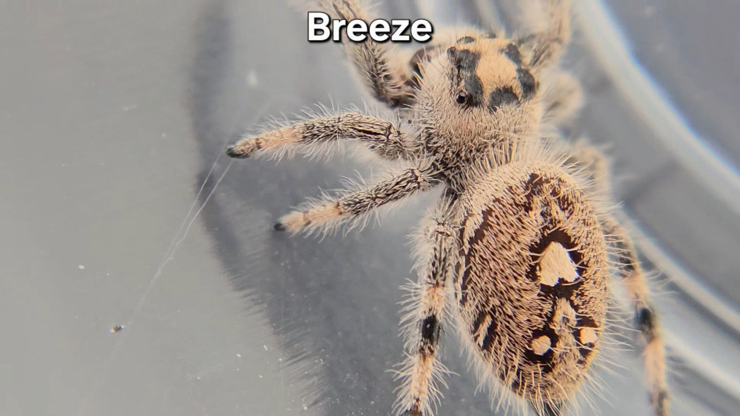 "Breeze" Female Regal (Phidippus regius) - Juvenile