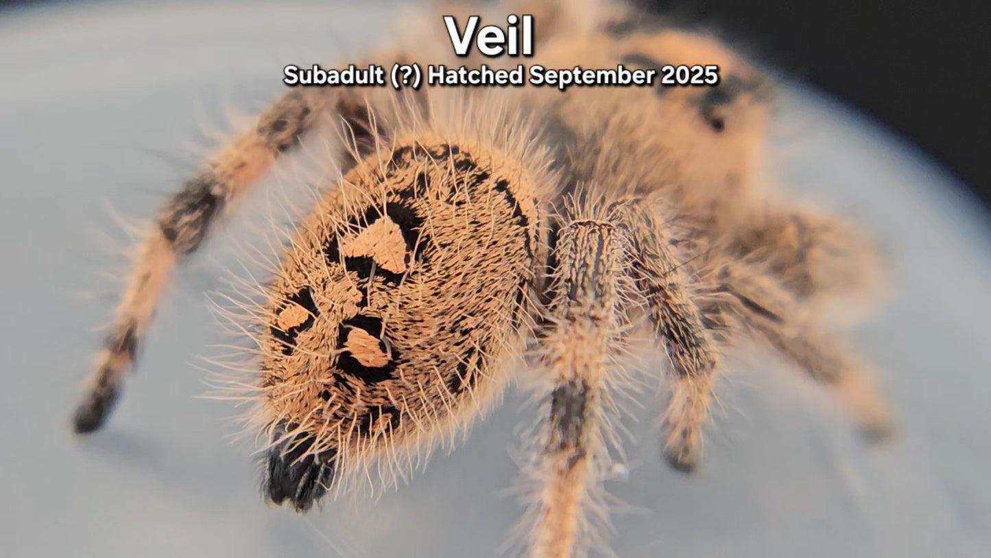 "Veil" Female Regal (Phidippus regius) - Subadult (?) Hatched September 2025