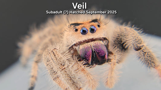 "Veil" Female Regal (Phidippus regius) - Subadult (?) Hatched September 2025