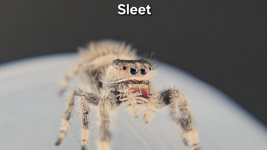 "Sleet" Female Regal (Phidippus regius) - Juvenile