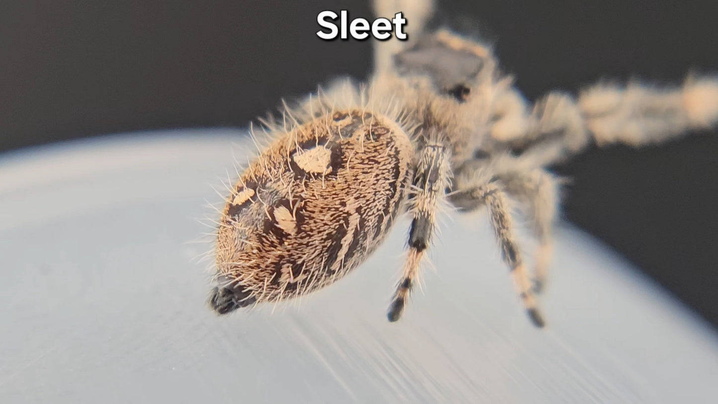 "Sleet" Female Regal (Phidippus regius) - Juvenile