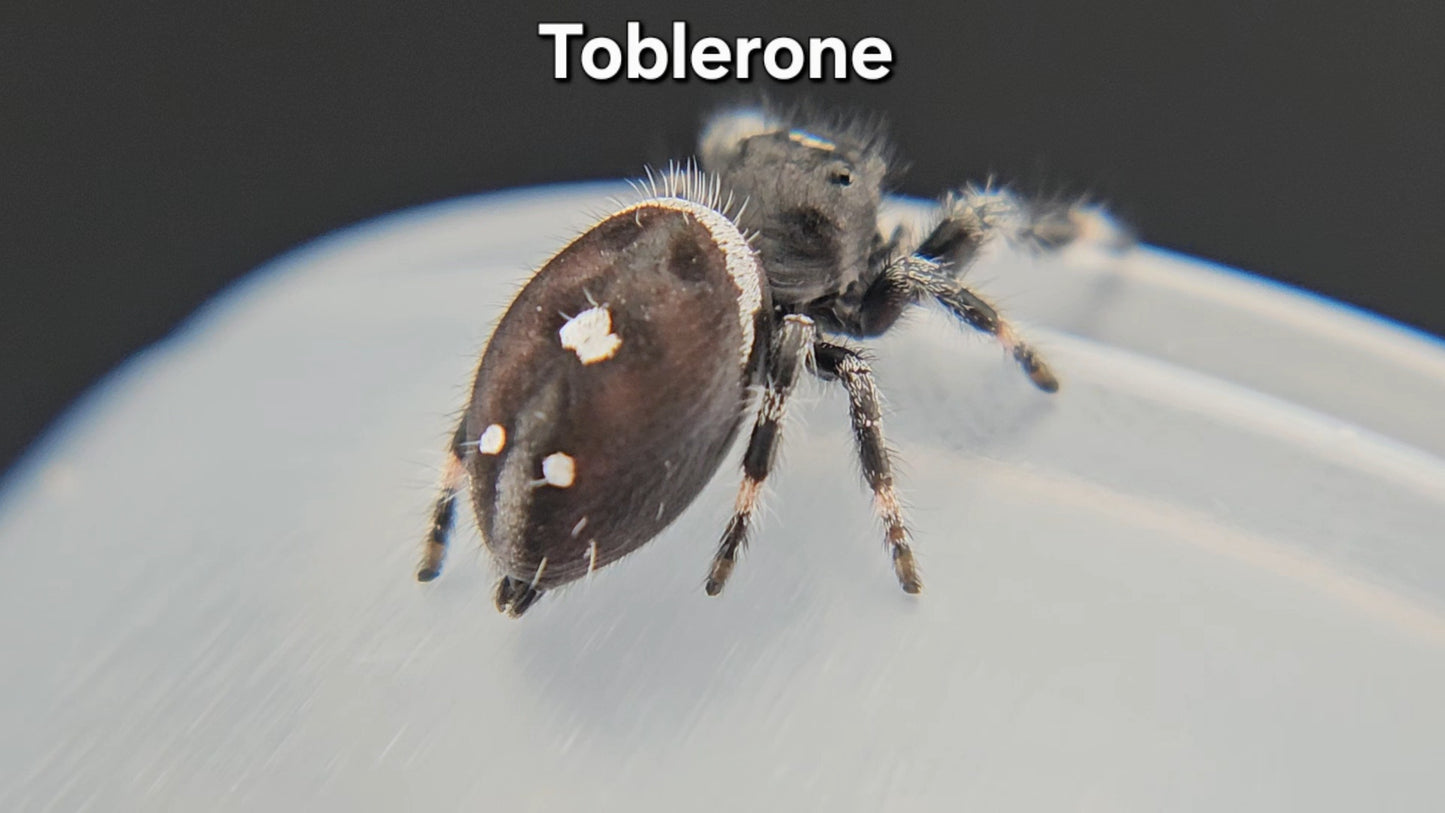 "Toblerone" Male Regal (Phidippus regius) - Juvenile