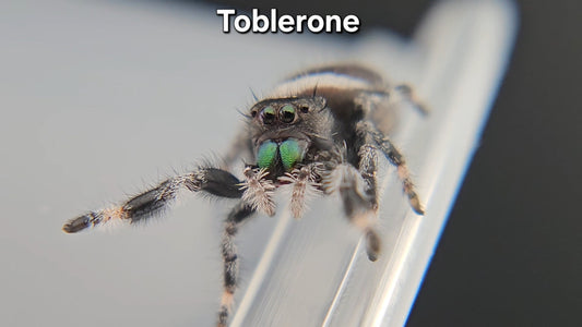 "Toblerone" Male Regal (Phidippus regius) - Juvenile