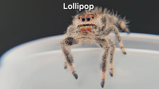 "Lollipop" Female Regal (Phidippus regius) - Juvenile