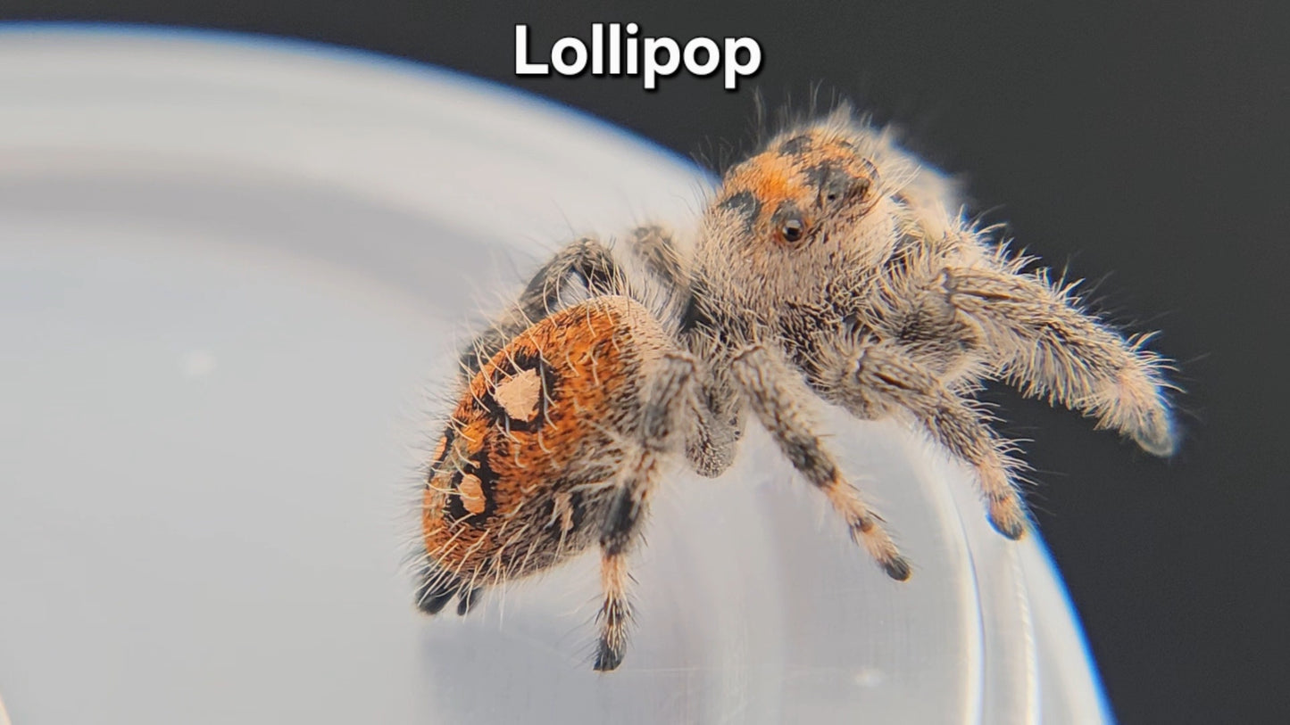 "Lollipop" Female Regal (Phidippus regius) - Juvenile