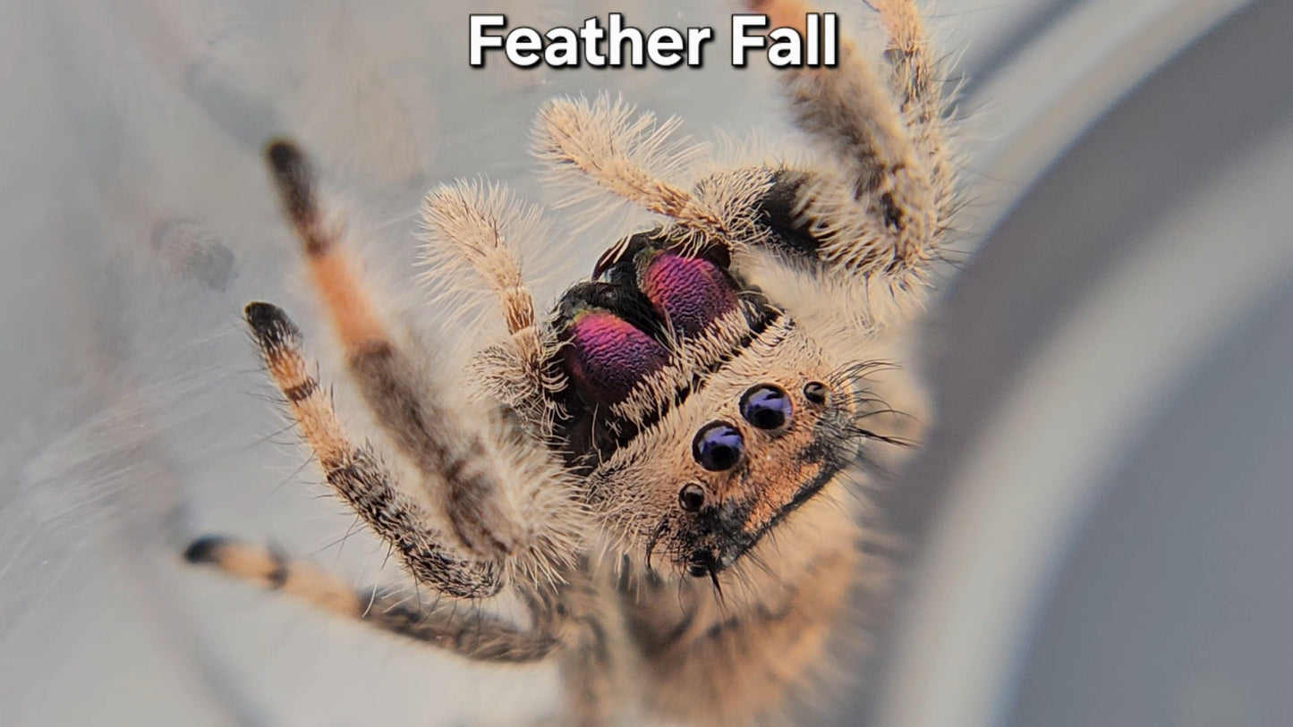 "Feather Fall" Female Regal (Phidippus regius) - Juvenile