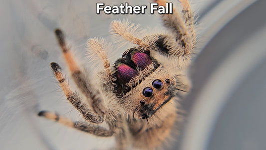 "Feather Fall" Female Regal (Phidippus regius) - Juvenile