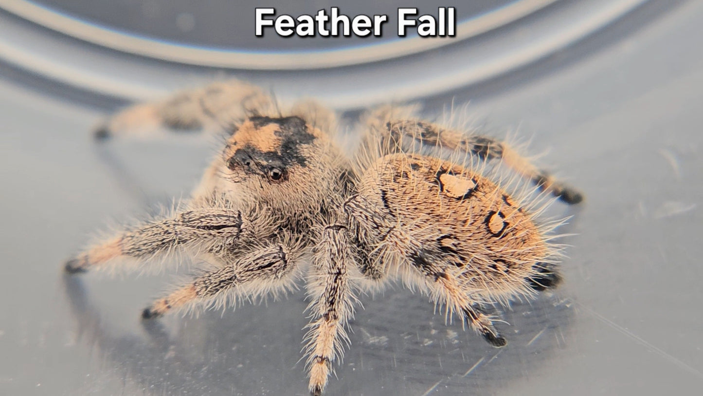 "Feather Fall" Female Regal (Phidippus regius) - Juvenile