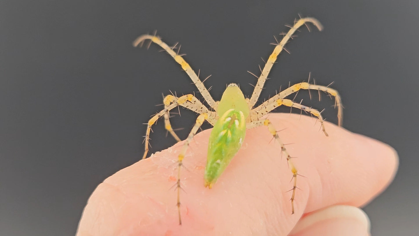 Green Lynx Spider (Peucetia viridans)