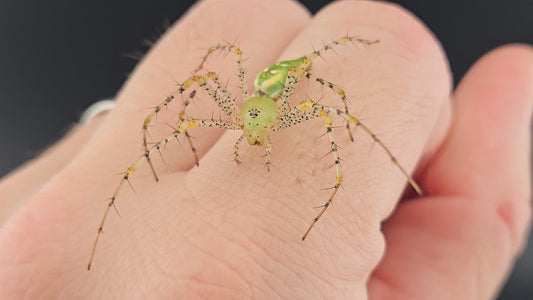 Green Lynx Spider (Peucetia viridans)