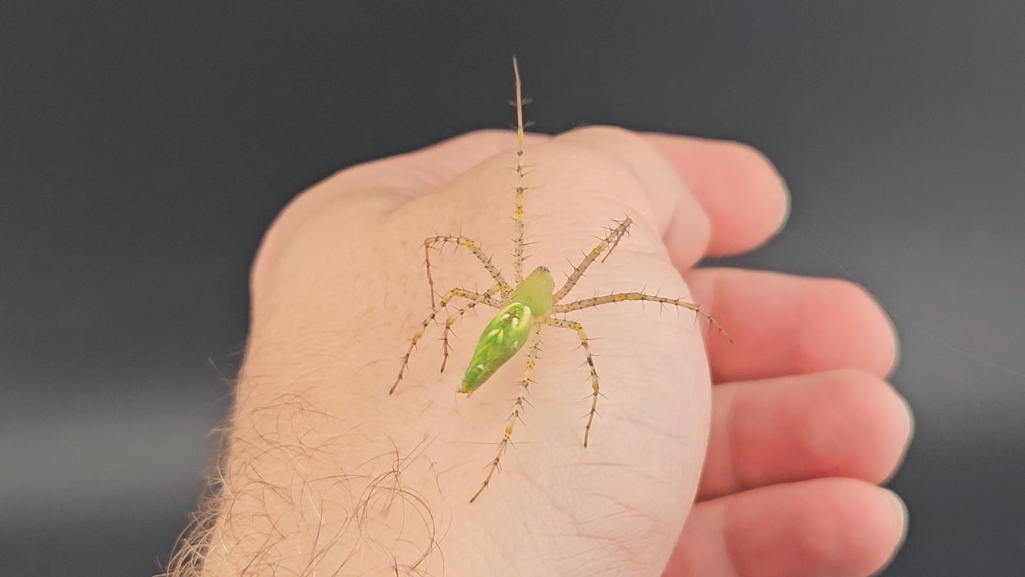 Green Lynx Spider (Peucetia viridans)