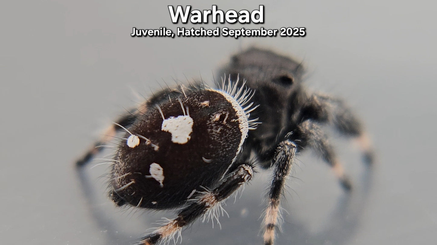 "Warhead" Male Regal (Phidippus regius) - Juvenile