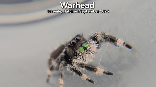 "Warhead" Male Regal (Phidippus regius) - Juvenile