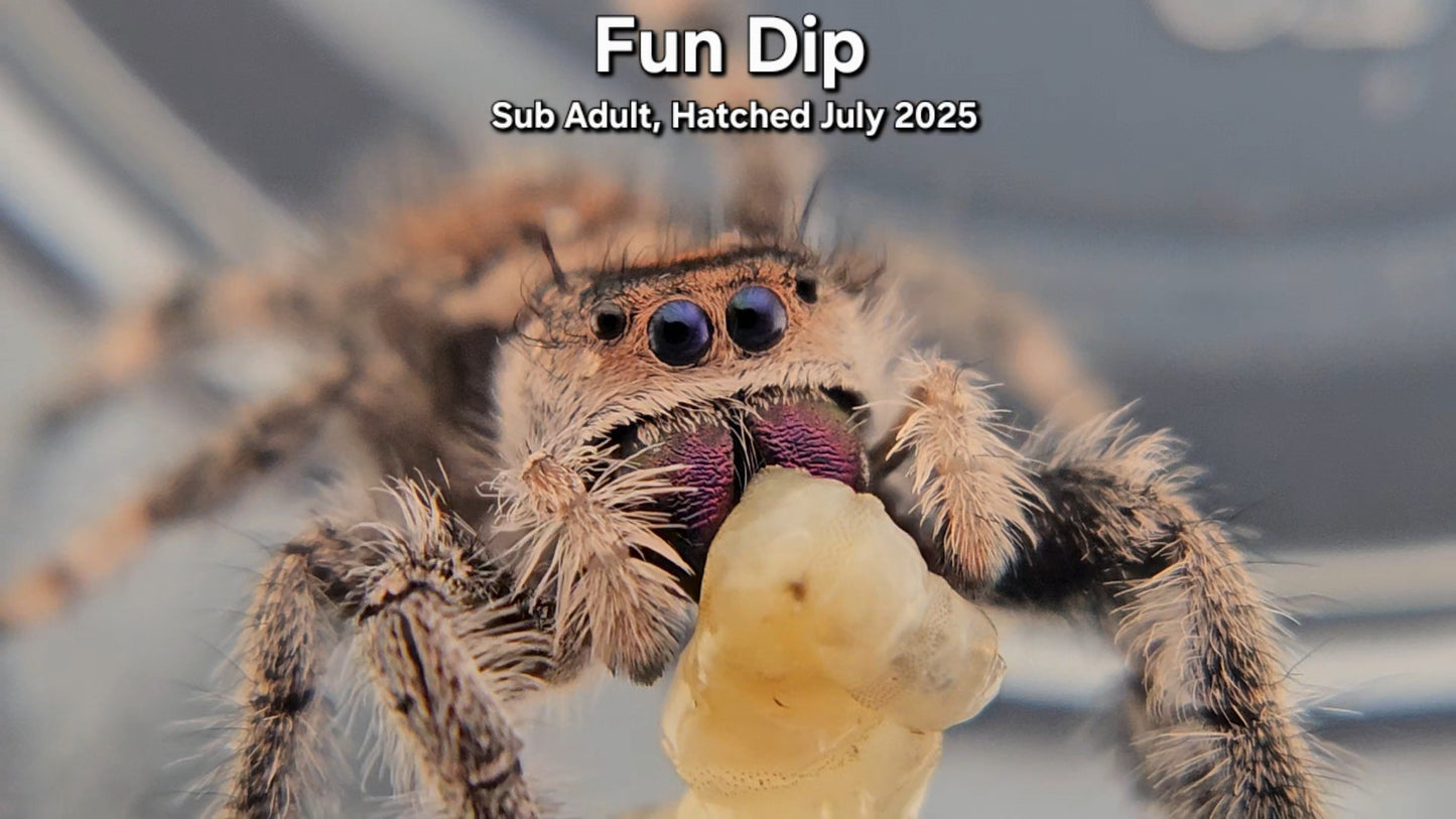 "Fun Dip" Female Regal (Phidippus regius) - Sub Adult