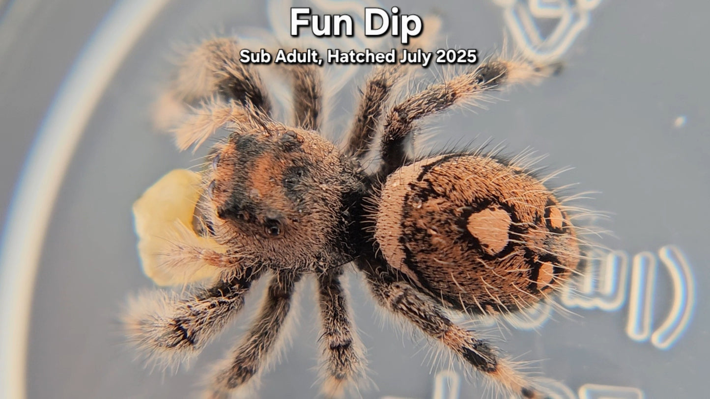 "Fun Dip" Female Regal (Phidippus regius) - Sub Adult