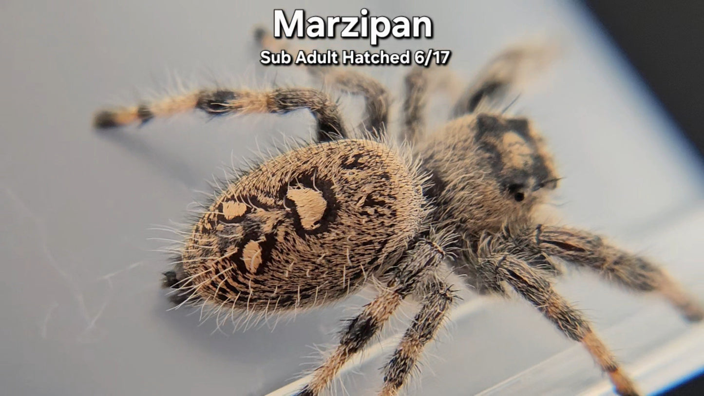 "Marzipan" Female Regal (Phidippus regius) - Sub Adult