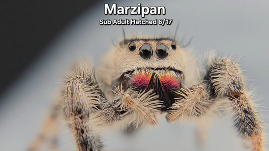 "Marzipan" Female Regal (Phidippus regius) - Sub Adult