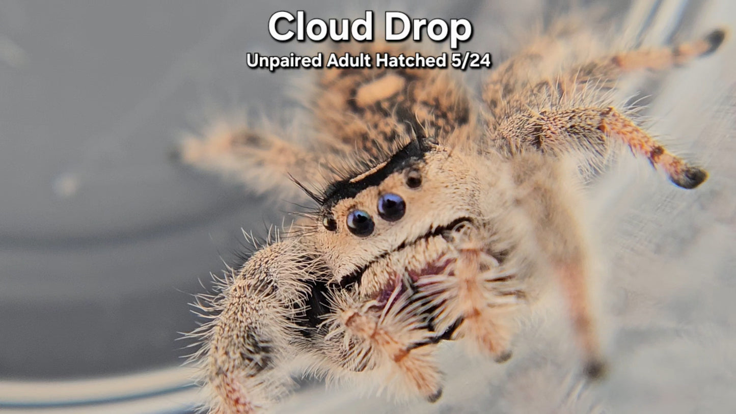 "Cloud Drop" Female Regal (Phidippus regius) - Unpaired Adult