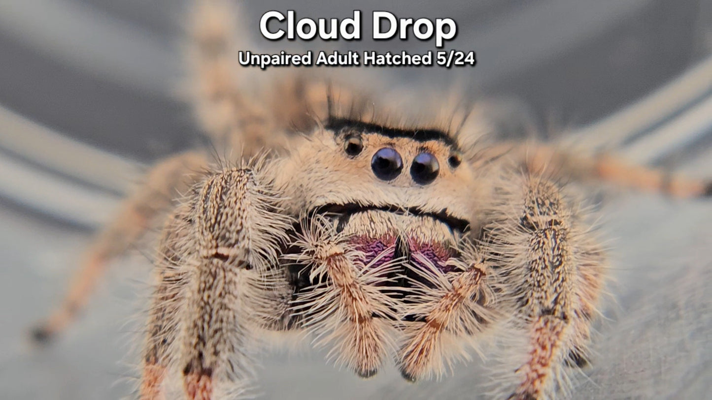 "Cloud Drop" Female Regal (Phidippus regius) - Unpaired Adult