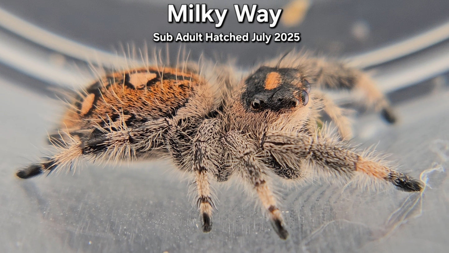 "Milky Way" Female Regal (Phidippus regius) - Sub Adult