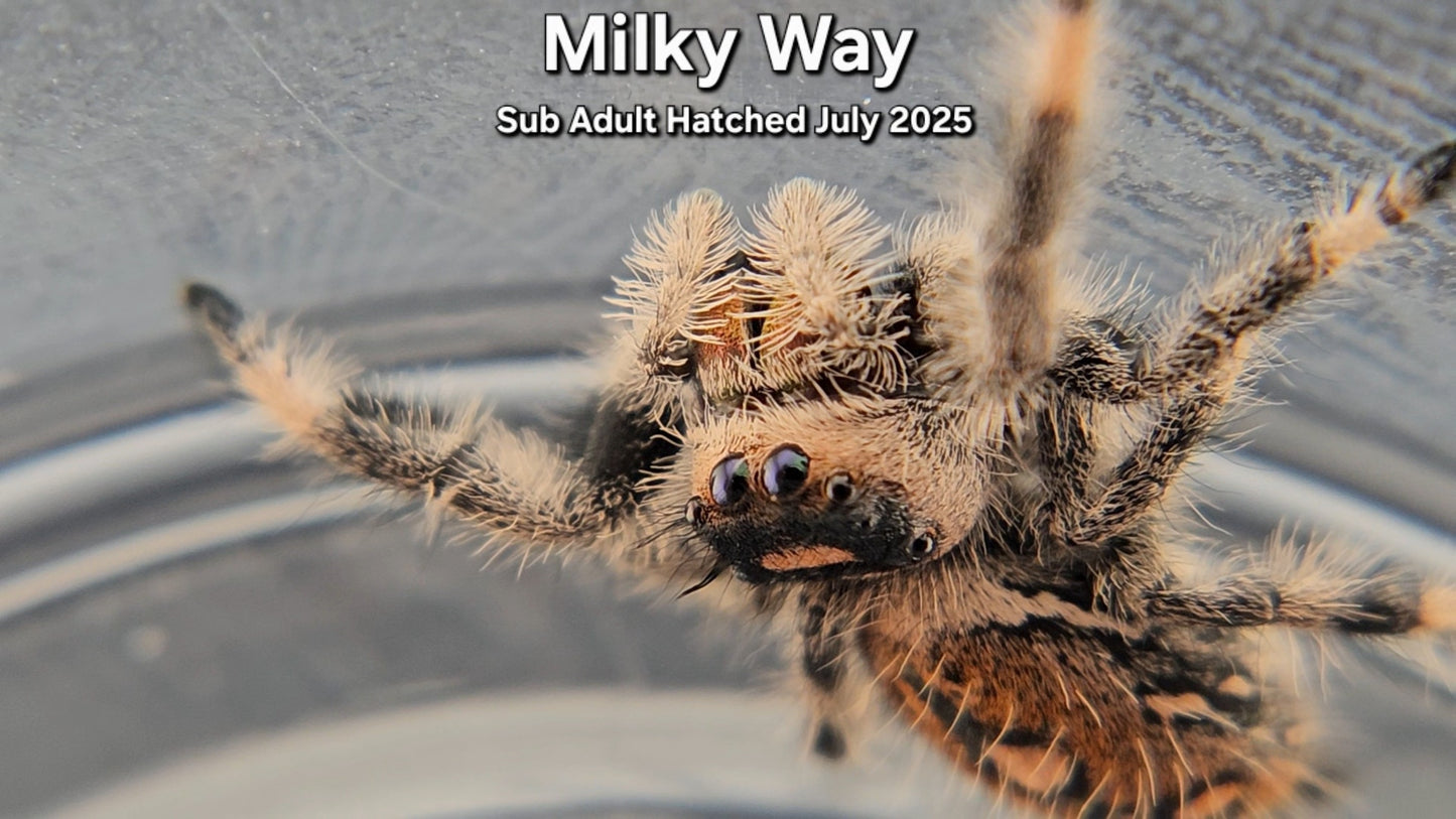 "Milky Way" Female Regal (Phidippus regius) - Sub Adult