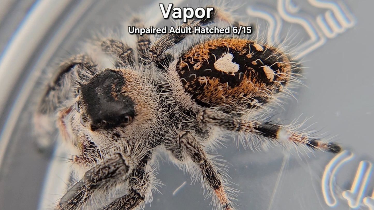 "Vapor" Female Regal (Phidippus regius) - Unpaired Adult