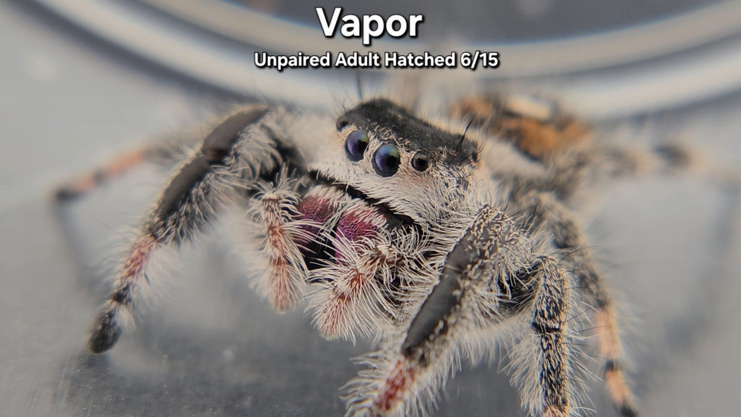 "Vapor" Female Regal (Phidippus regius) - Unpaired Adult